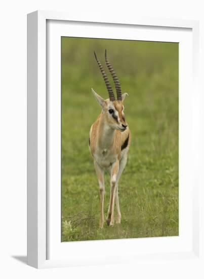 Thompson's Gazelle-Joe McDonald-Framed Photographic Print