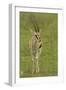 Thompson's Gazelle-Joe McDonald-Framed Photographic Print