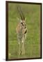 Thompson's Gazelle-Joe McDonald-Framed Photographic Print