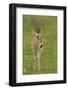 Thompson's Gazelle-Joe McDonald-Framed Photographic Print