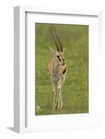 Thompson's Gazelle-Joe McDonald-Framed Photographic Print