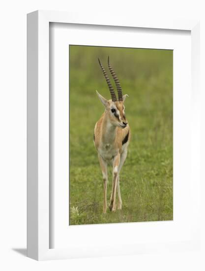 Thompson's Gazelle-Joe McDonald-Framed Photographic Print