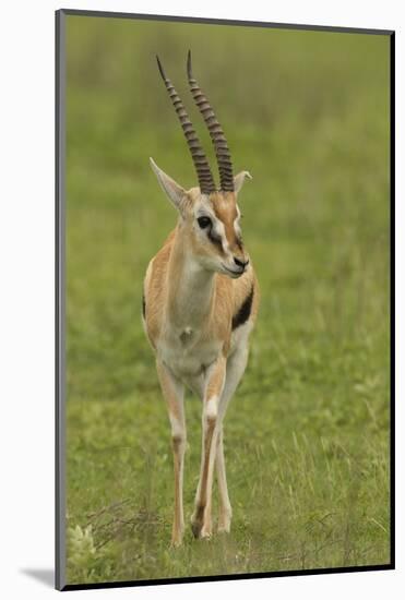 Thompson's Gazelle-Joe McDonald-Mounted Photographic Print