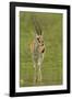 Thompson's Gazelle-Joe McDonald-Framed Photographic Print