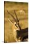 Thompson's Gazelle-Joe McDonald-Stretched Canvas