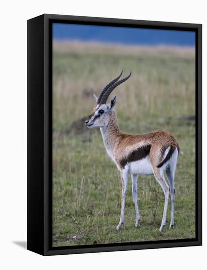 Thomson Gazelle (Gazella Thomsoni), Masai Mara National Reserve, Kenya, East Africa, Africa-Sergio Pitamitz-Framed Stretched Canvas