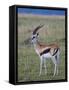 Thomson Gazelle (Gazella Thomsoni), Masai Mara National Reserve, Kenya, East Africa, Africa-Sergio Pitamitz-Framed Stretched Canvas