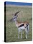 Thomson Gazelle (Gazella Thomsoni), Masai Mara National Reserve, Kenya, East Africa, Africa-Sergio Pitamitz-Stretched Canvas