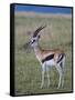 Thomson Gazelle (Gazella Thomsoni), Masai Mara National Reserve, Kenya, East Africa, Africa-Sergio Pitamitz-Framed Stretched Canvas