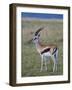 Thomson Gazelle (Gazella Thomsoni), Masai Mara National Reserve, Kenya, East Africa, Africa-Sergio Pitamitz-Framed Photographic Print
