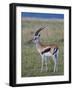 Thomson Gazelle (Gazella Thomsoni), Masai Mara National Reserve, Kenya, East Africa, Africa-Sergio Pitamitz-Framed Photographic Print