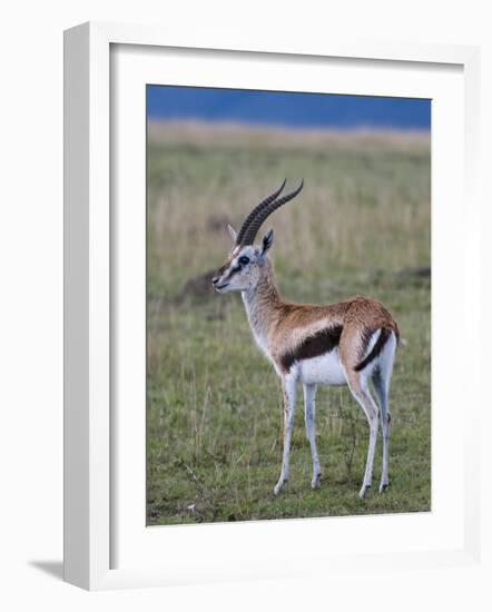 Thomson Gazelle (Gazella Thomsoni), Masai Mara National Reserve, Kenya, East Africa, Africa-Sergio Pitamitz-Framed Photographic Print