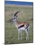 Thomson Gazelle (Gazella Thomsoni), Masai Mara National Reserve, Kenya, East Africa, Africa-Sergio Pitamitz-Mounted Photographic Print