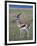 Thomson Gazelle (Gazella Thomsoni), Masai Mara National Reserve, Kenya, East Africa, Africa-Sergio Pitamitz-Framed Photographic Print