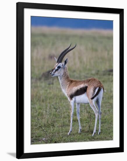 Thomson Gazelle (Gazella Thomsoni), Masai Mara National Reserve, Kenya, East Africa, Africa-Sergio Pitamitz-Framed Photographic Print