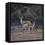 Thomson's Gazelle and Young-DLILLC-Framed Stretched Canvas