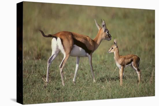 Thomson's Gazelle and Young-DLILLC-Stretched Canvas