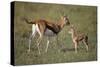Thomson's Gazelle and Young-DLILLC-Stretched Canvas