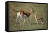 Thomson's Gazelle and Young-DLILLC-Framed Stretched Canvas