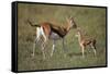 Thomson's Gazelle and Young-DLILLC-Framed Stretched Canvas