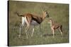 Thomson's Gazelle and Young-DLILLC-Stretched Canvas