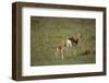 Thomson's Gazelle and Young-DLILLC-Framed Photographic Print