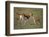 Thomson's Gazelle and Young-DLILLC-Framed Photographic Print