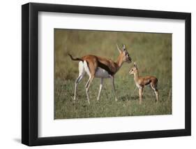 Thomson's Gazelle and Young-DLILLC-Framed Photographic Print