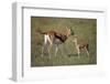 Thomson's Gazelle and Young-DLILLC-Framed Photographic Print