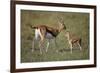 Thomson's Gazelle and Young-DLILLC-Framed Photographic Print