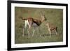 Thomson's Gazelle and Young-DLILLC-Framed Photographic Print