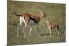 Thomson's Gazelle and Young-DLILLC-Mounted Photographic Print