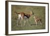 Thomson's Gazelle and Young-DLILLC-Framed Photographic Print