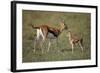 Thomson's Gazelle and Young-DLILLC-Framed Photographic Print