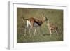 Thomson's Gazelle and Young-DLILLC-Framed Photographic Print