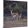 Thomson's Gazelle and Young-DLILLC-Mounted Photographic Print