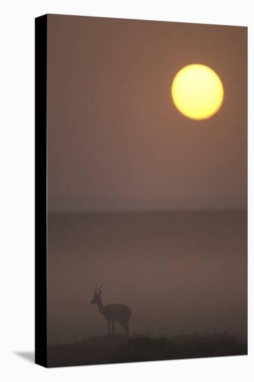 Thomson's Gazelle at Dusk-null-Stretched Canvas