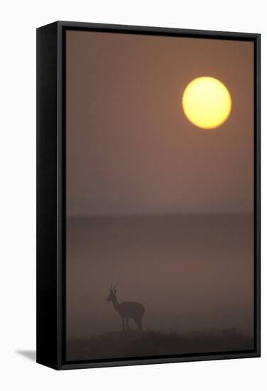 Thomson's Gazelle at Dusk-null-Framed Stretched Canvas