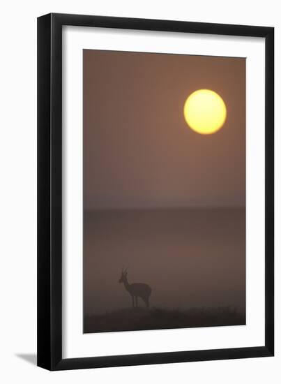 Thomson's Gazelle at Dusk-null-Framed Photographic Print