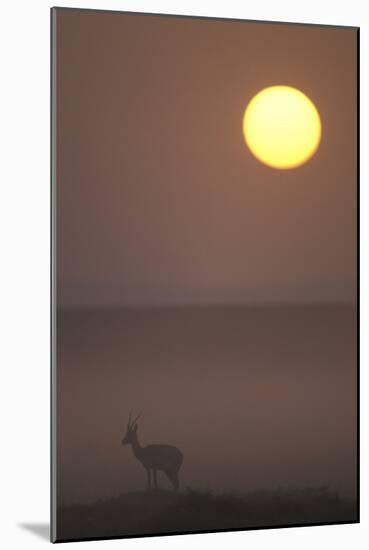 Thomson's Gazelle at Dusk-null-Mounted Photographic Print