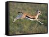 Thomson's Gazelle (Eudorcas Thomsonii) Running, Tanzania-null-Framed Stretched Canvas