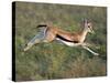 Thomson's Gazelle (Eudorcas Thomsonii) Running, Tanzania-null-Stretched Canvas