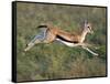 Thomson's Gazelle (Eudorcas Thomsonii) Running, Tanzania-null-Framed Stretched Canvas