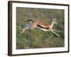 Thomson's Gazelle (Eudorcas Thomsonii) Running, Tanzania-null-Framed Photographic Print