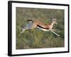 Thomson's Gazelle (Eudorcas Thomsonii) Running, Tanzania-null-Framed Photographic Print