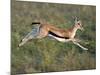 Thomson's Gazelle (Eudorcas Thomsonii) Running, Tanzania-null-Mounted Photographic Print