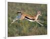 Thomson's Gazelle (Eudorcas Thomsonii) Running, Tanzania-null-Framed Photographic Print