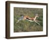 Thomson's Gazelle (Eudorcas Thomsonii) Running, Tanzania-null-Framed Photographic Print