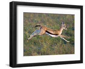 Thomson's Gazelle (Eudorcas Thomsonii) Running, Tanzania-null-Framed Photographic Print