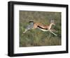 Thomson's Gazelle (Eudorcas Thomsonii) Running, Tanzania-null-Framed Photographic Print